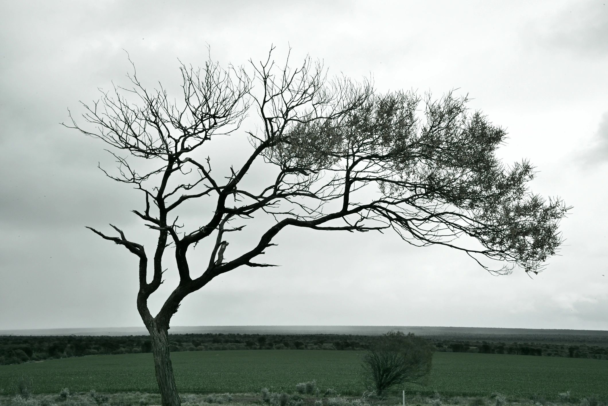 Wind-bent tree in monochrome wilderness