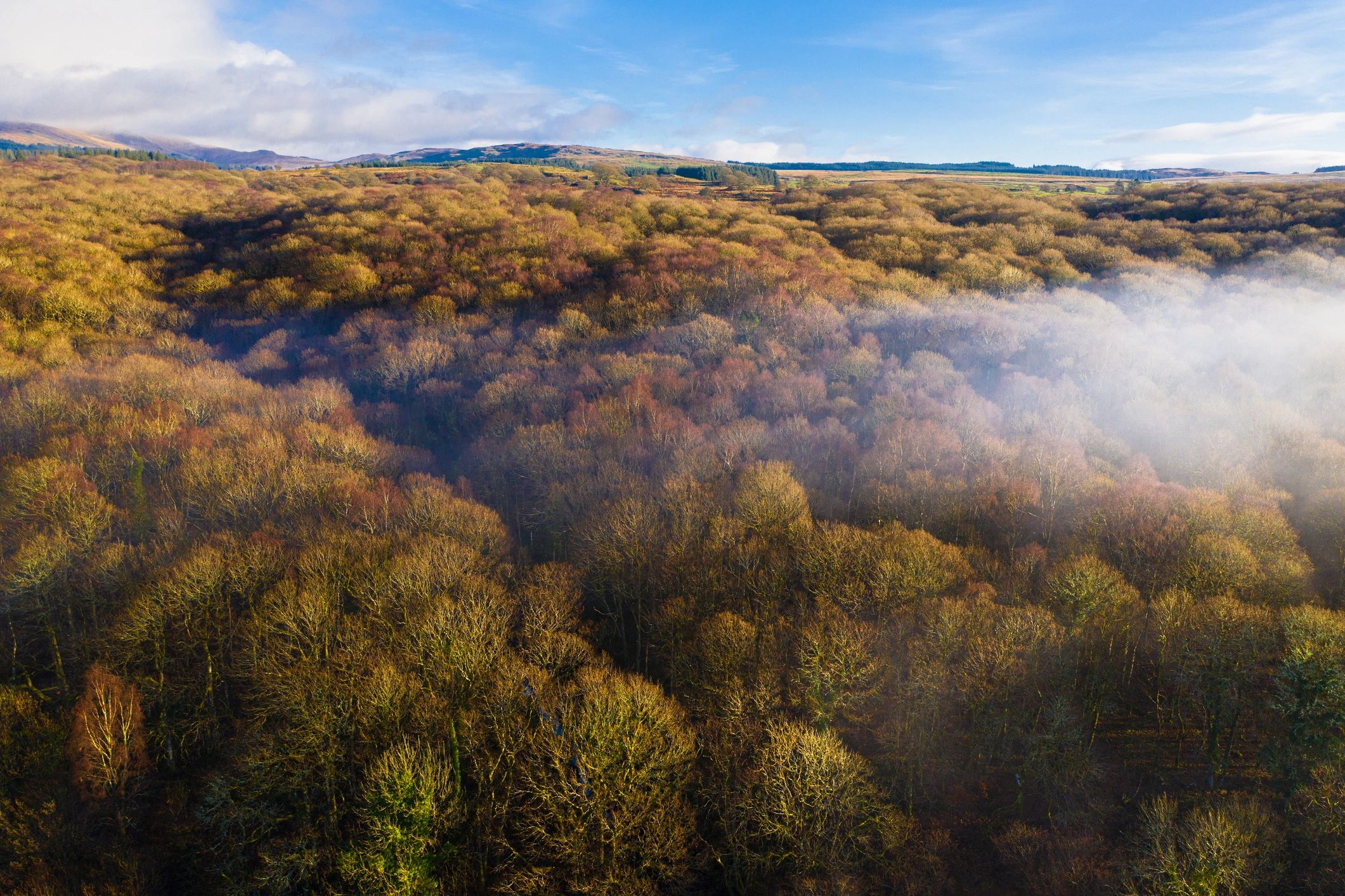 Early morning mist above woodland in rural Scotland