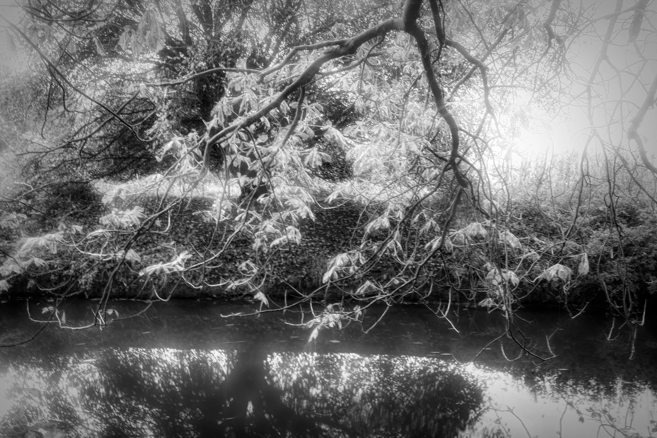 Winter branches over a stream