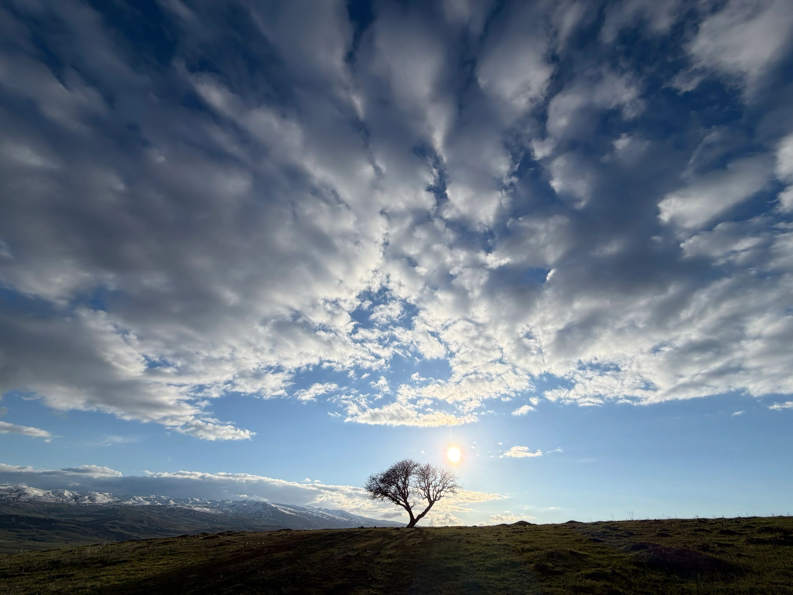 Solitary tree against a dramatic sky on a rolling hill